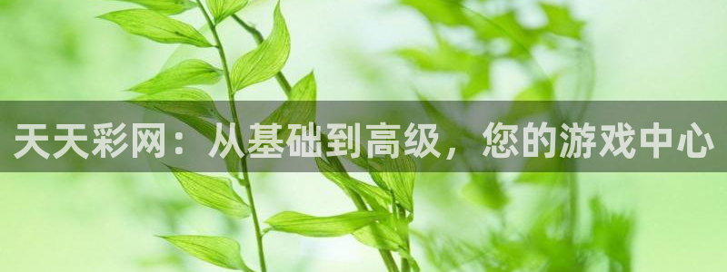 天天彩网：从基础到高级，您的游戏中心